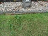 image of grave number 583122
